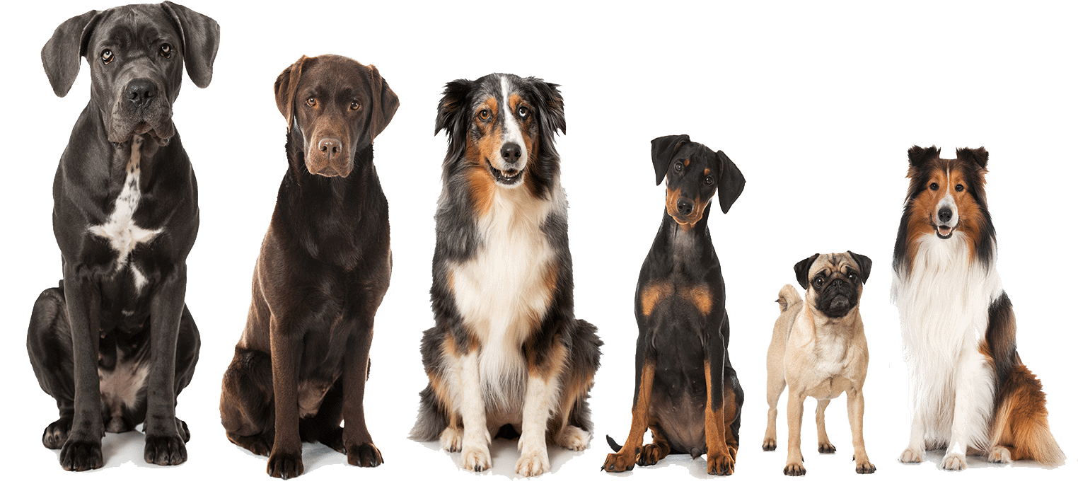 Woofbeach-Shore-Dog-Care Woofbeach Wheaton Dog Grooming